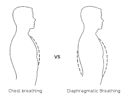 تفاوت تنفس شکمی و سینه ای